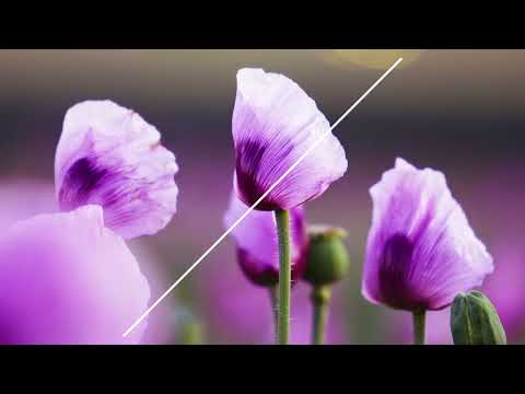 Silence Path -