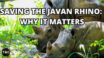 The Javan Rhino: A Species on the Brink