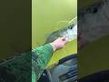 3 Big Bass from the same spot! Kayak Bass Fishing!