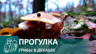 🍄 Прогулка для здоровья | Грибы в декабре | Террикон 🍄 Прогулка для здоровья | Грибы в декабре | Террикон