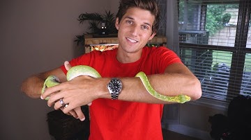 How to HANDLE and TAME a Green Tree PYTHON