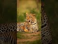@ChuChuTV #tiger #lion #wildlife #dreamscreenai #cutecat @tydollasign