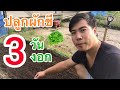 ปลูกผักชี 3 วัน งอกราก! (ตอน บ่มเมล็ด) | AORGANIC