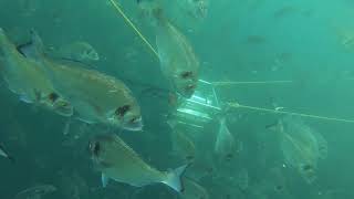 Futureeuaqua - Nitlab Gr