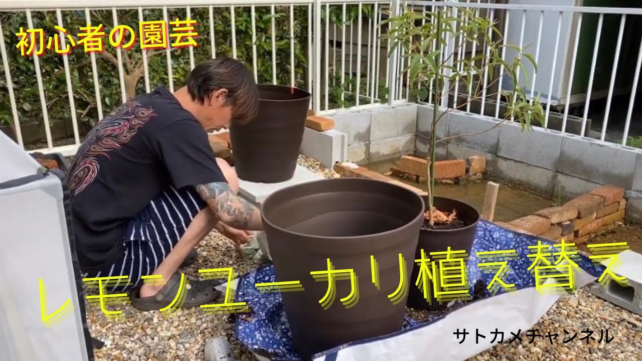 レモンユーカリ植え替え Vlog Youtube