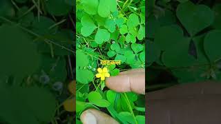 Do you know the benefit of edible medicinal herbs around जीवन देने वाली बूटी #shortsvideo #medicine