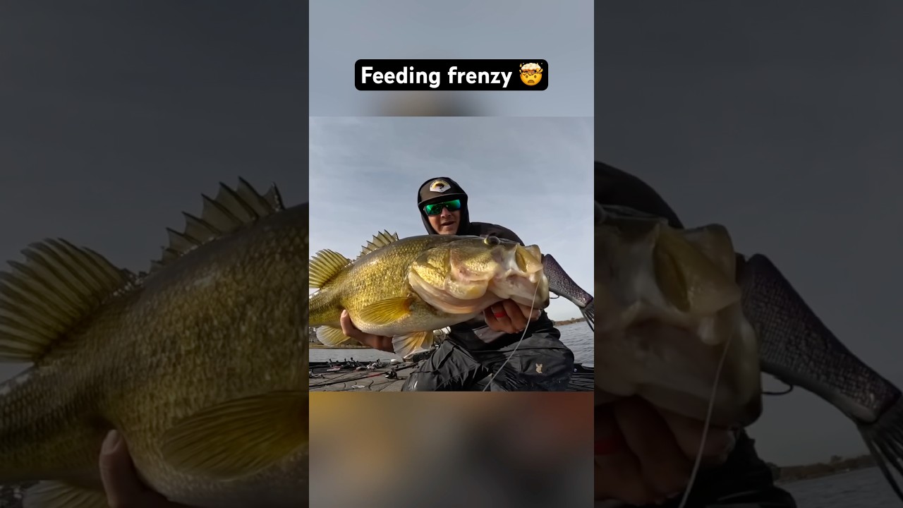 Major Cold Front = Bass Feeding Frenzy 🤯