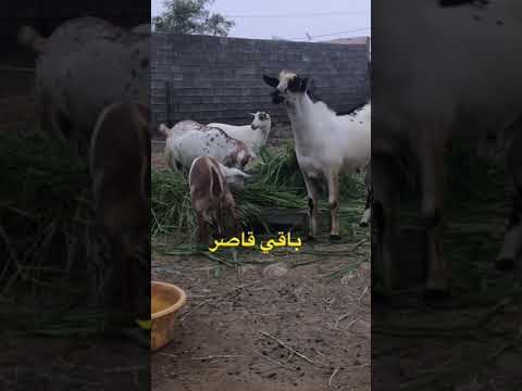 مازال يحاول التزاوج مع القاصر