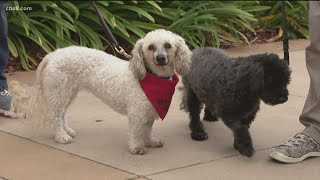 San Diego Humane Society reduces adoption fees for older cats and dogs