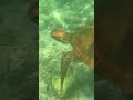 Green Sea Turtle (Chelonia mydas) #greenseaturtle #seaturtles #marinelife