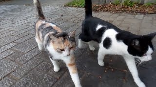 茂みの中から野良猫の一家がモフられに出てきた。