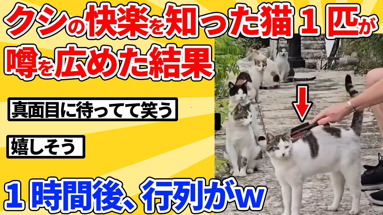 【2ch動物スレ】初めてクシでマッサージされた野良猫→良さを仲間全員に教えた結果ｗｗｗｗｗ