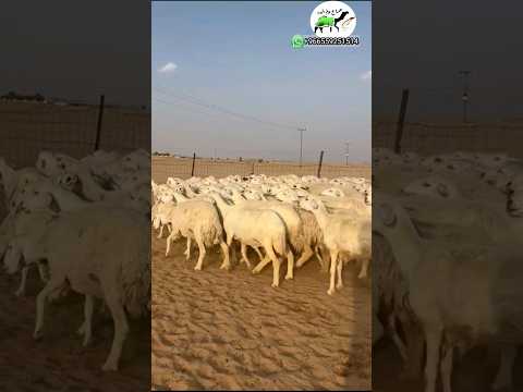 ضان حريات مراح واحد عدد 104 0541444041