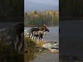 Peaceful Wildlife Moment: Moose Drinking by a Calm Lake #nature #shorts #wildlife