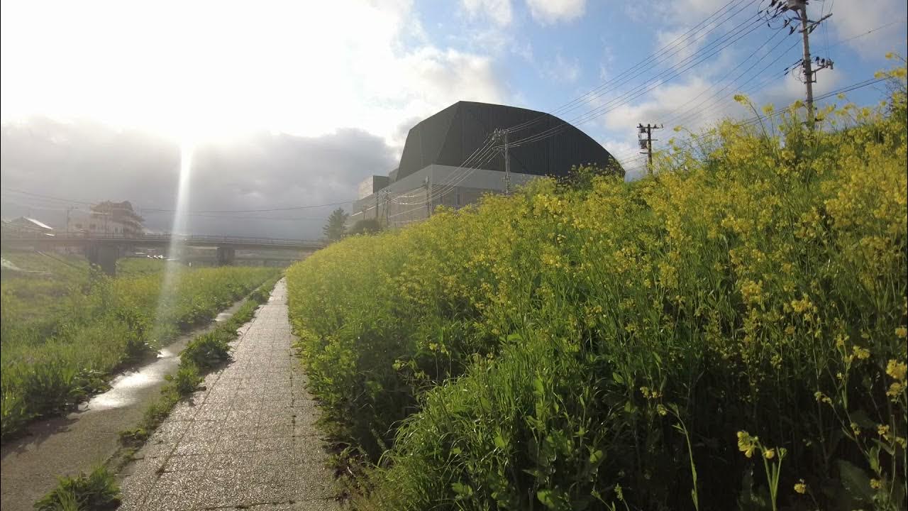 菜の花の新川を散歩した。福島県いわき市平 2021年4月5日撮影 YouTube