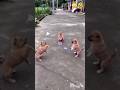 Badminton is a blast today.😁#shorts #shortsfeed #comedy #funnyshorts #foryou #viral #malotimurmu