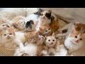 Cute Kittens Everywhere! A 100-Munchkin Cat Cafe in Japan!🐈