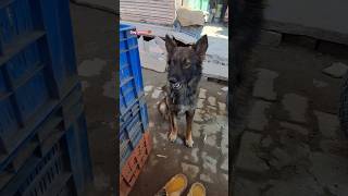 cut dog lovers #viral #puppydog #dog #shorts #viralvideo #doglover #minivlog #shortsfeed