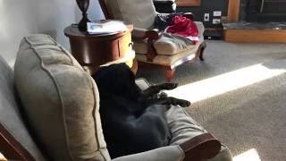 Dog Time Lapse #3