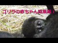 ゴリラ『キンタロウの1年』総集編①💗[Kyoto City Zoo] Gorilla "One Year of Kintaro" Omnibus