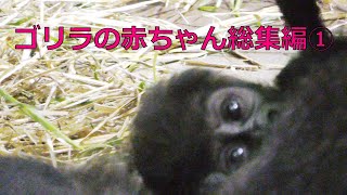 ゴリラ『キンタロウの1年』総集編①💗[Kyoto City Zoo] Gorilla "One Year of Kintaro" Omnibus