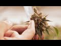 Cannabis Sex Identification. Male vs female marijuana plants.Identify male cannabis plants.
