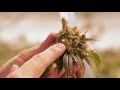 How Do You Tell Male vs Female Cannabis Plants? (Hermaphrodites)