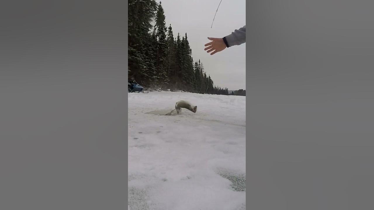 Brook trout on the jaw jacker! NEW FULL VIDEO OUT NOW! YouTube