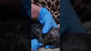 Abi The Cheetah &quot;LIVE CUB BIRTH&quot; | Watch Cub Exiting The Birth Canal | The Cheetah Whisperer Shorts