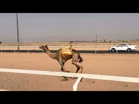 ش2الرئيسي قعدان جذاع النايد ل عبدالله ناصر الرملان 