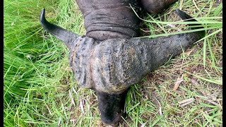 Buffle caffer au Mozambique résumé / Cape Buffalo in Mozambica by Renaud Desgrées du Loû