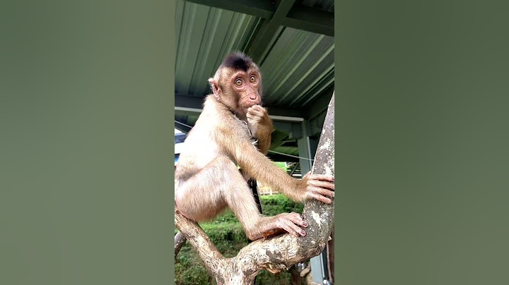Monyet 2 Kali Mau Rampas HP
