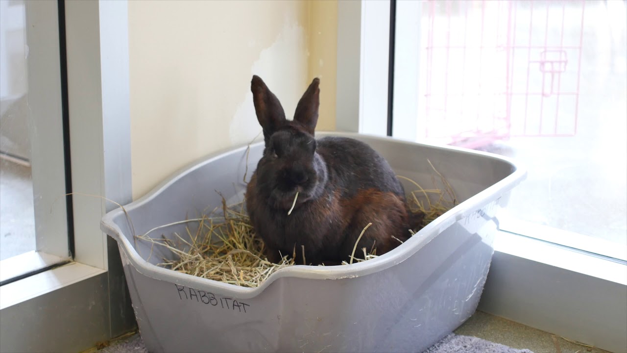 Bradshaw Animal Shelter Spotlight Mishka YouTube