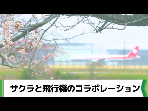 来週満開見込！成田空港近く「三里塚さくらの丘」でサクラと飛行機の