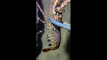 LIVE🔴-Diving under the sea to catch eels, crabs and sea cucumbers | P2-3