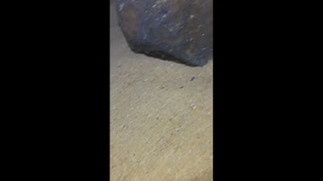 LIVE🔴-Diving under the sea to catch eels, crabs and sea cucumbers | P2-3