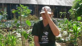 Planting out Sweetcorn - Claire's Allotment Part 437
