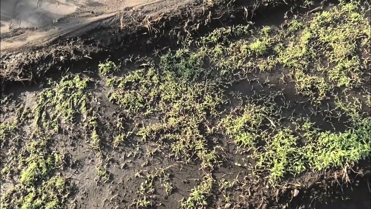 Фацелия через сколько всходит после посева осенью. Фацелия через сколько всходит после посева осенью. Фацелия всходит. Фацелия посев осенью под зиму. Фацелия через сколько всходит после посева осенью.