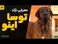 معرفی سگ توسا اینو | سگ جنگی ژاپنی #Shorts