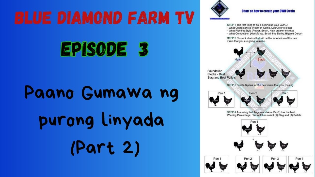 Blue Diamond Farm TV Paano Gumawa ng Purong Linyada Part 2