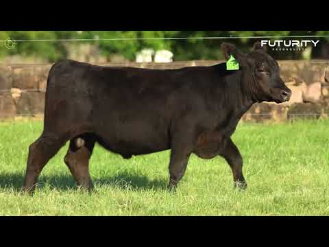 LOTE 44   TAT TE3754 M Angus