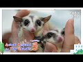 Today&#39;s Patient: Sugar Glider Siblings I Animal Hospital For Tiny Animals 3