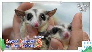 Today's Patient: Sugar Glider Siblings I Animal Hospital For Tiny Animals 3