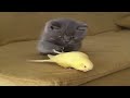 Funny paw  funny animals  funny cats and dogs 2023 46 