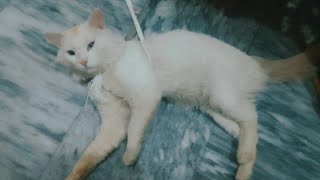 street cat Ne chori Kiya owner cat ka food