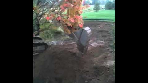 Planting a Maple Tree