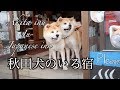 【秋田犬・Vlog】秋田犬に会うことができる温泉宿に泊まって来ました〜Akita inu in japanese inn〜
