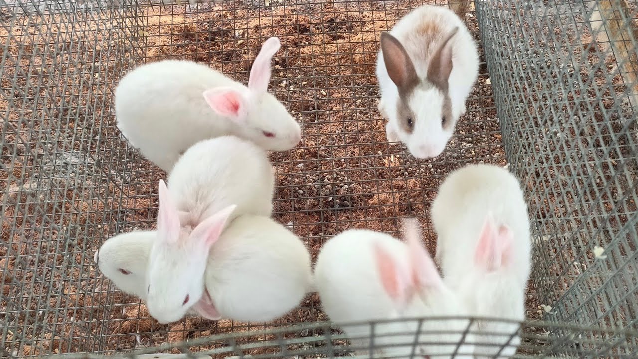 bán thỏ ở hà nội  New  Khách kêu bán 50 thỏ con, khi đến chỗ nhìn thấy là đã muộn