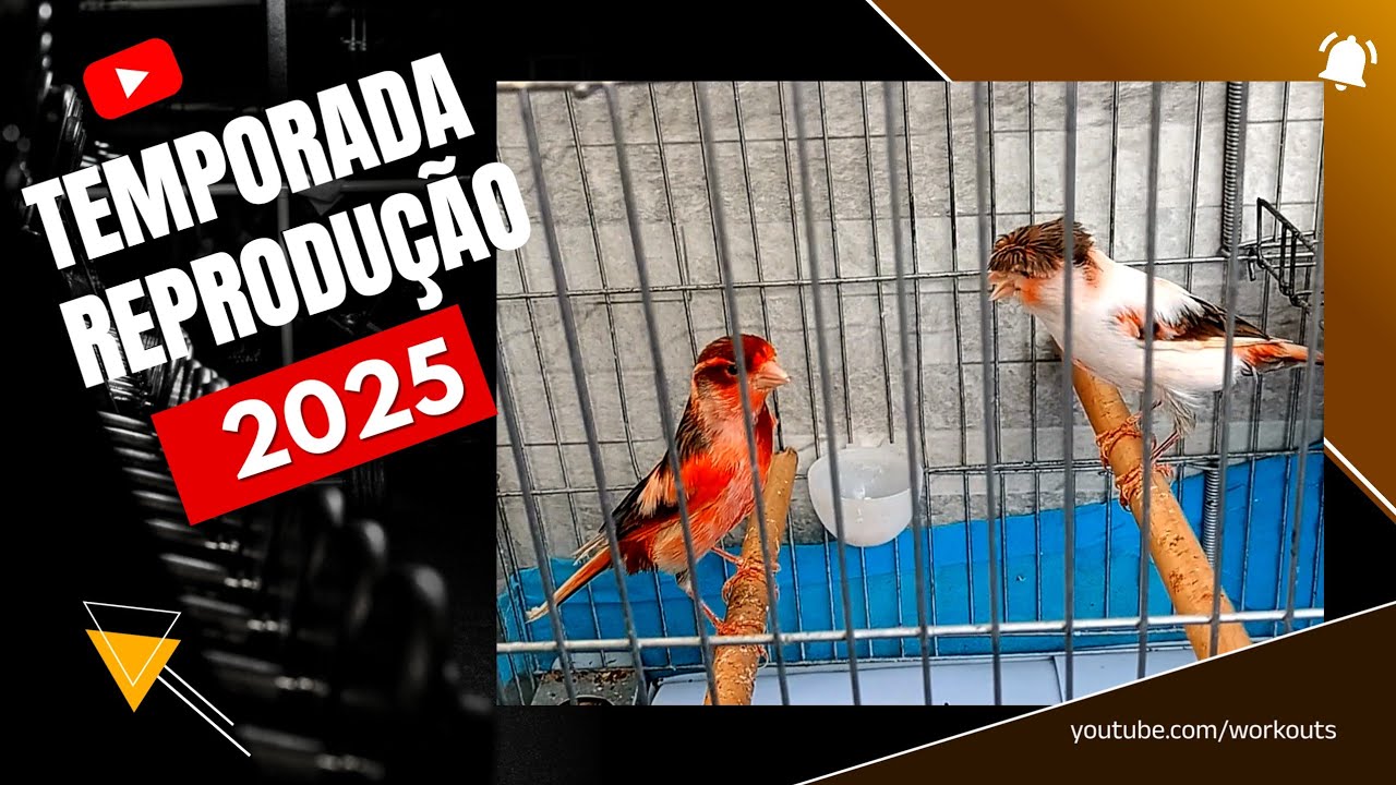 CANÁRIOS BELGAS 2025 🐦✨ O Início da Nova Temporada de Reprodução