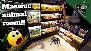 ALL OF MY ANIMALS (150+)!  Full Animal Room Tour